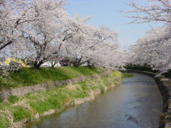 五条川桜並木